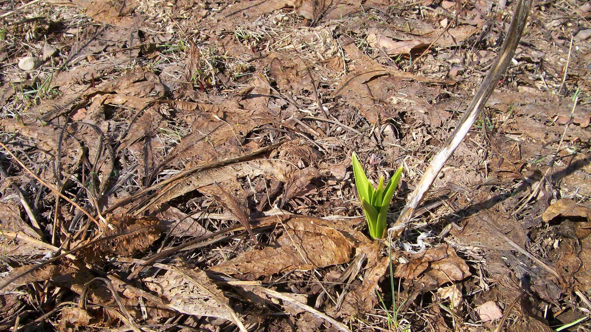 A new shoot of green in a bed of brown leaves