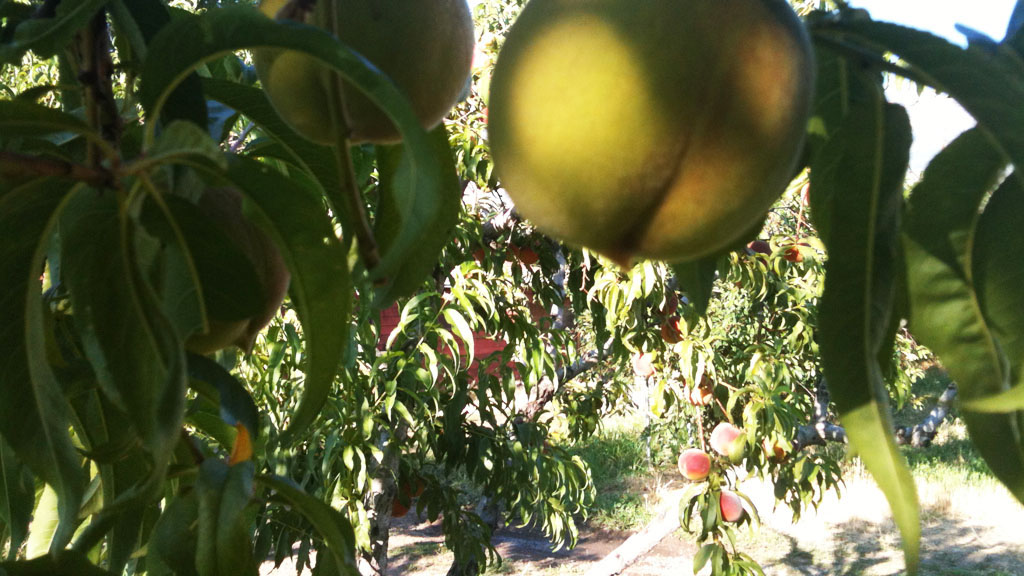 An unripe peach, still on the tree